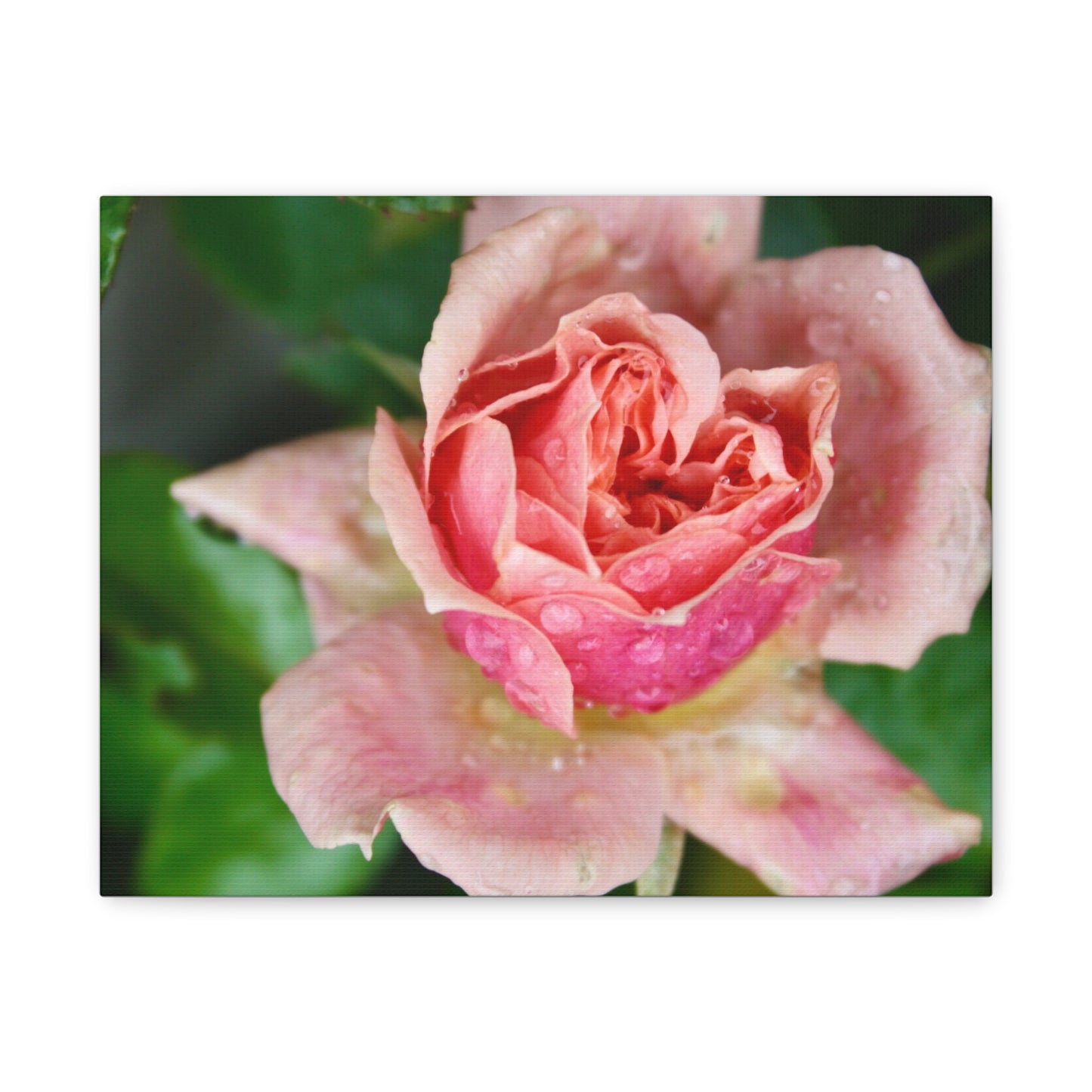 Heart Rose Close Up - Matte Canvas