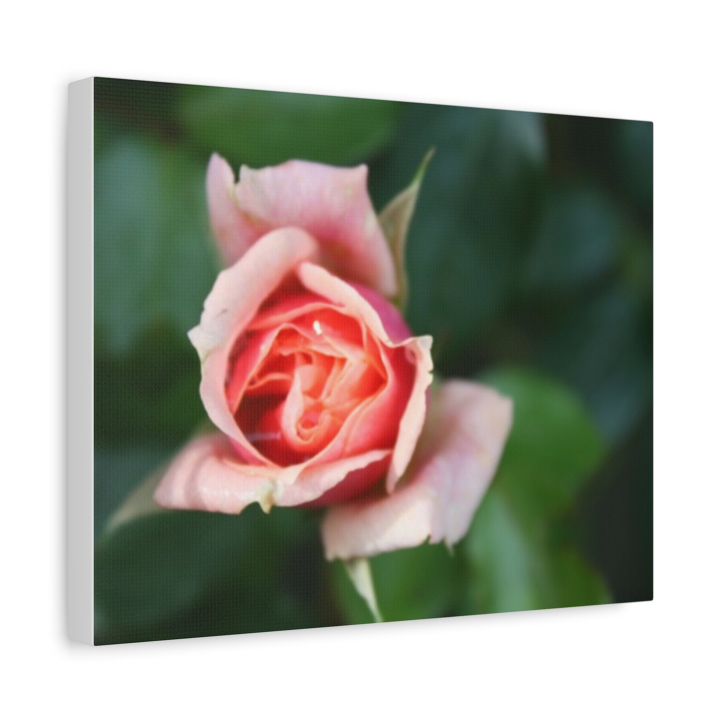 Pink Rose - Matte Canvas