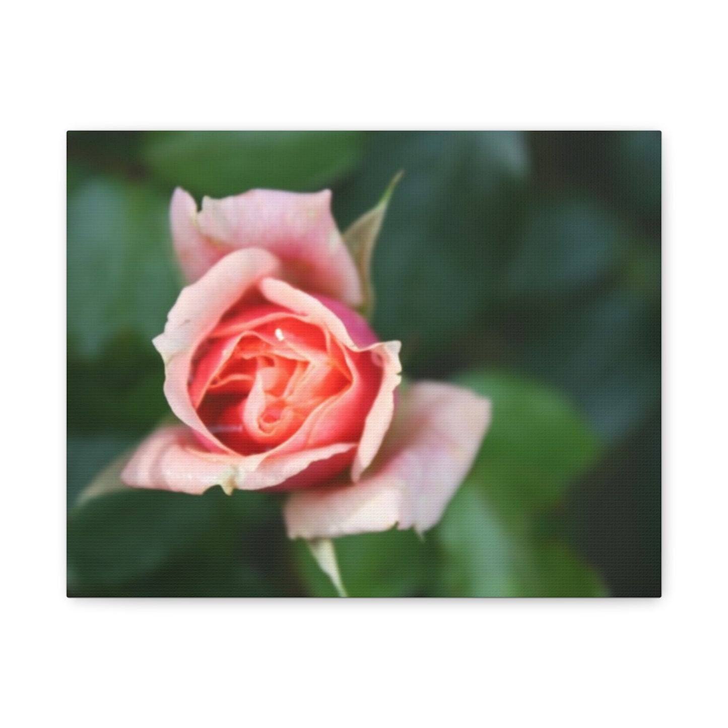 Pink Rose - Matte Canvas