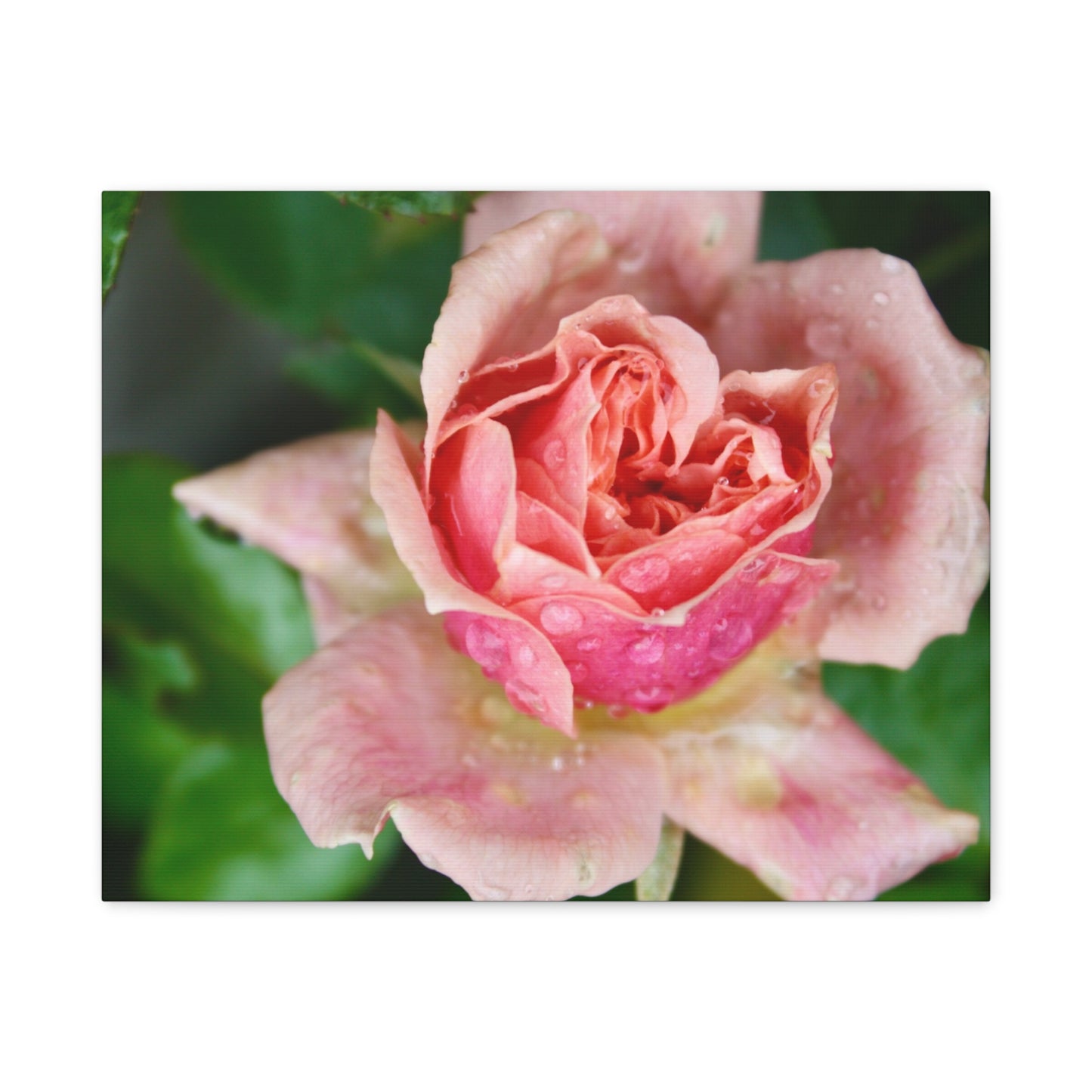 Heart Rose Close Up - Matte Canvas