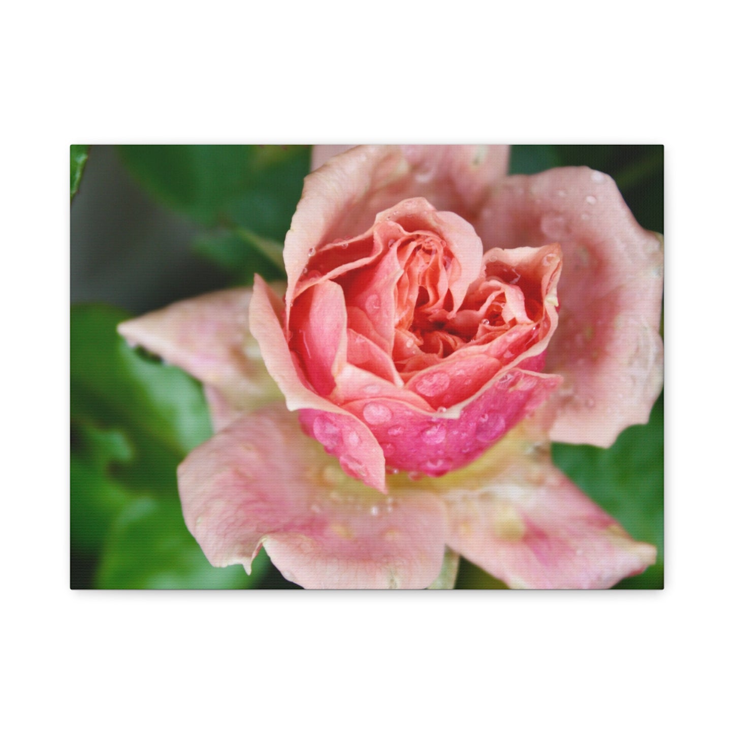 Heart Rose Close Up - Matte Canvas