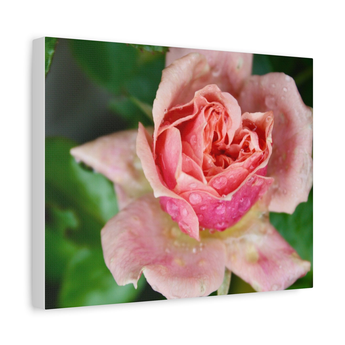 Heart Rose Close Up - Matte Canvas