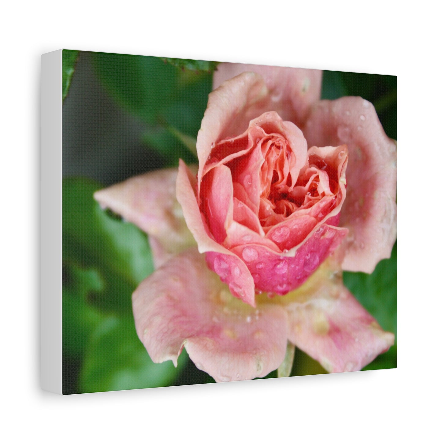 Heart Rose Close Up - Matte Canvas