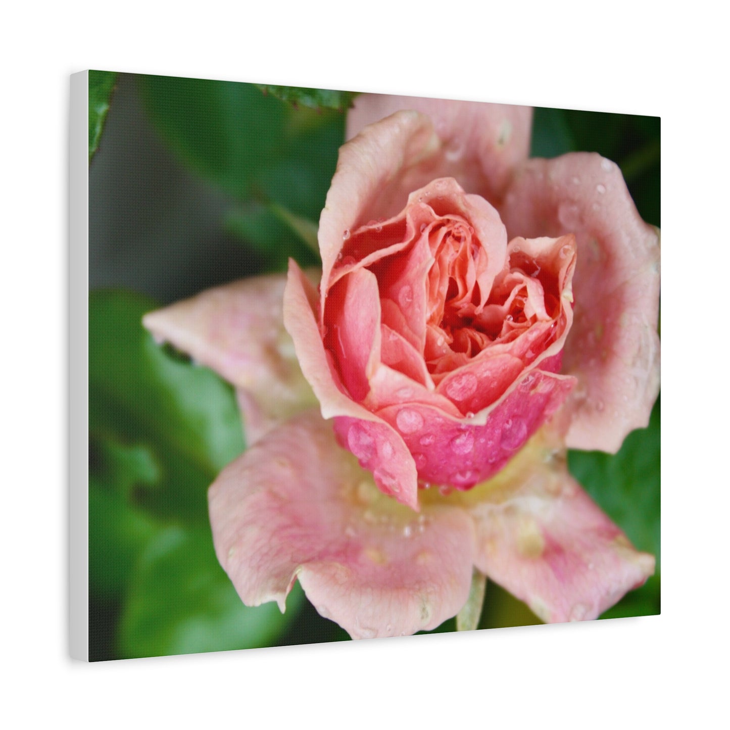 Heart Rose Close Up - Matte Canvas
