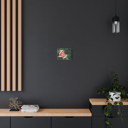 Pink Rose - Matte Canvas