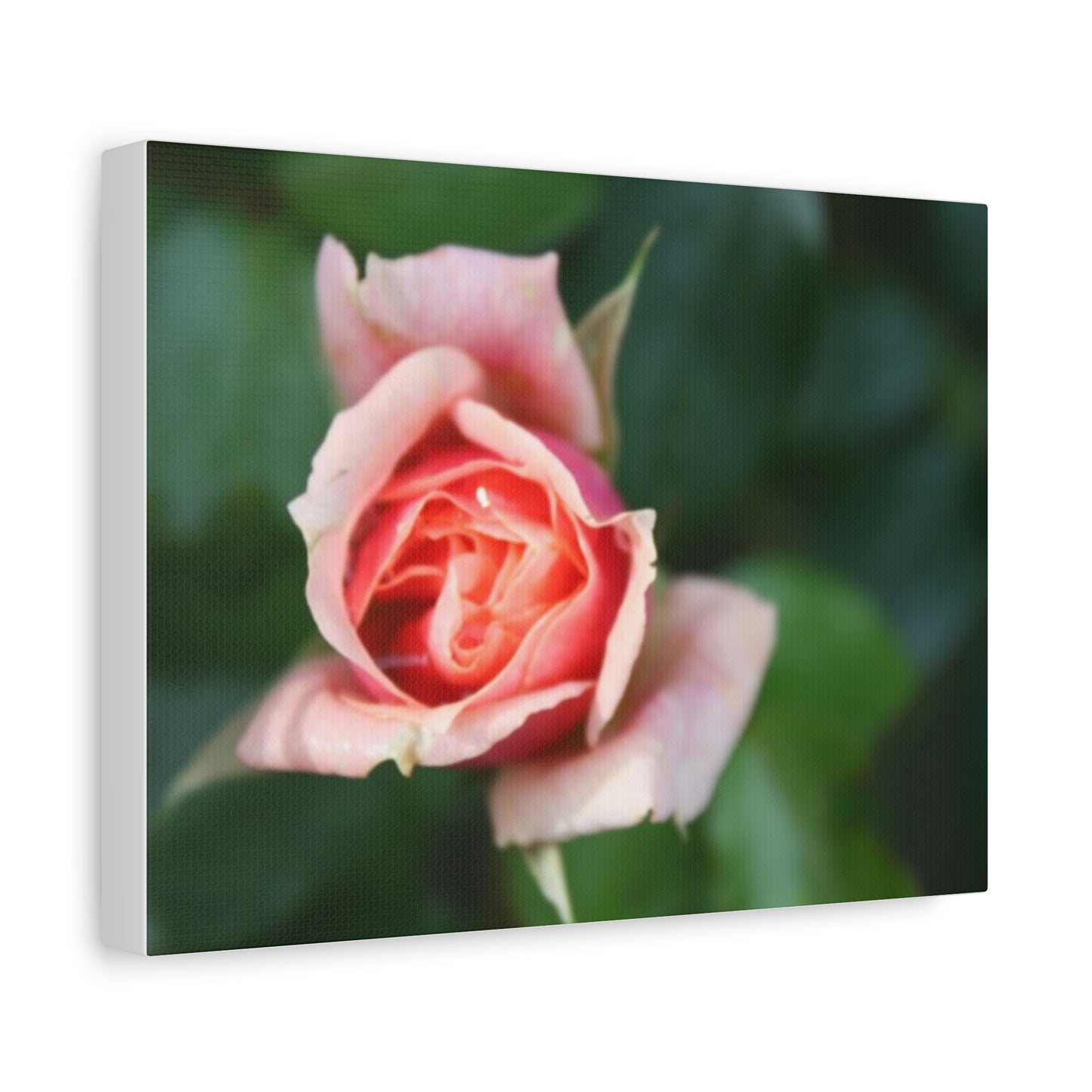 Pink Rose - Matte Canvas