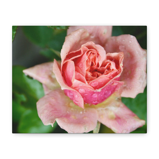Heart Rose Close Up - Matte Canvas
