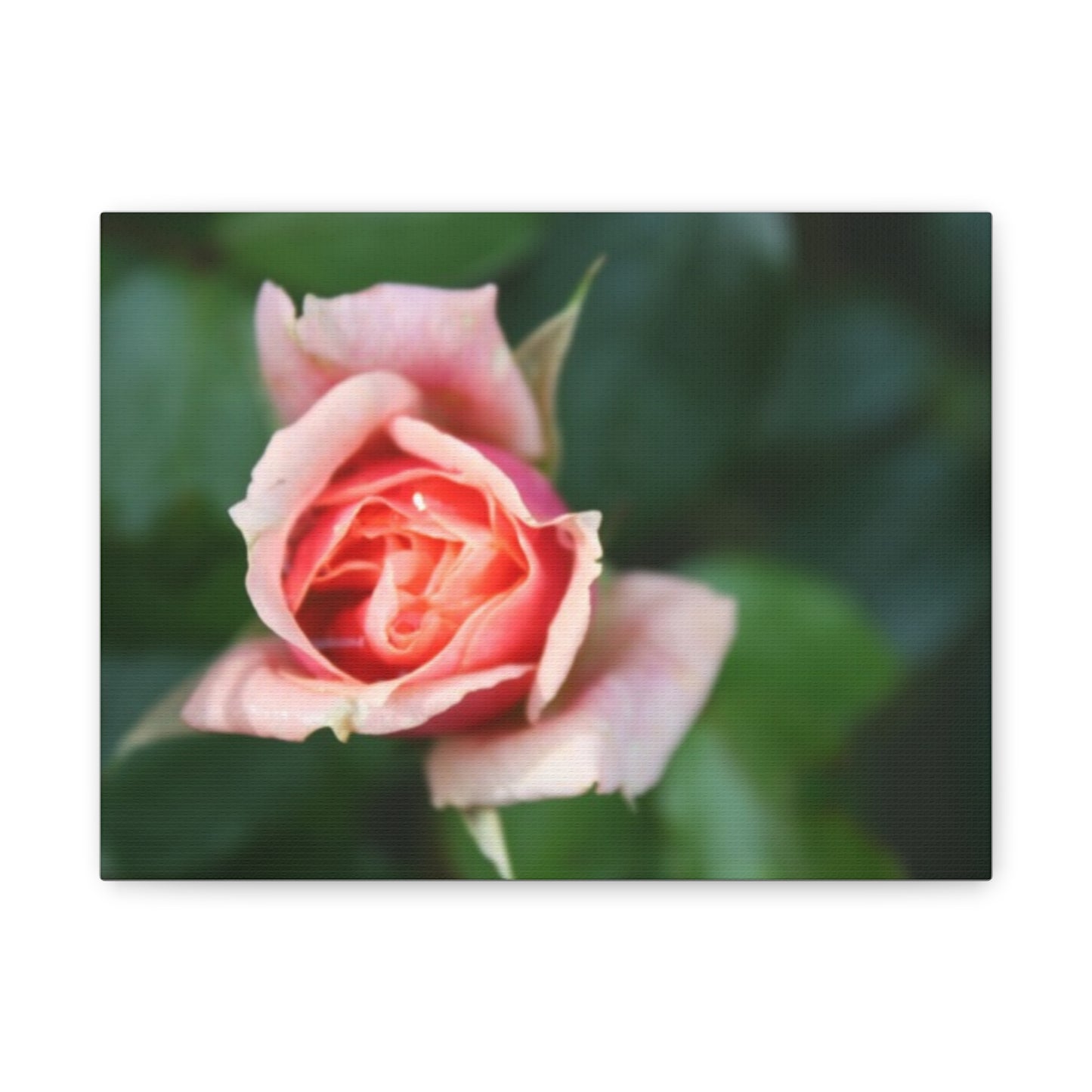 Pink Rose - Matte Canvas