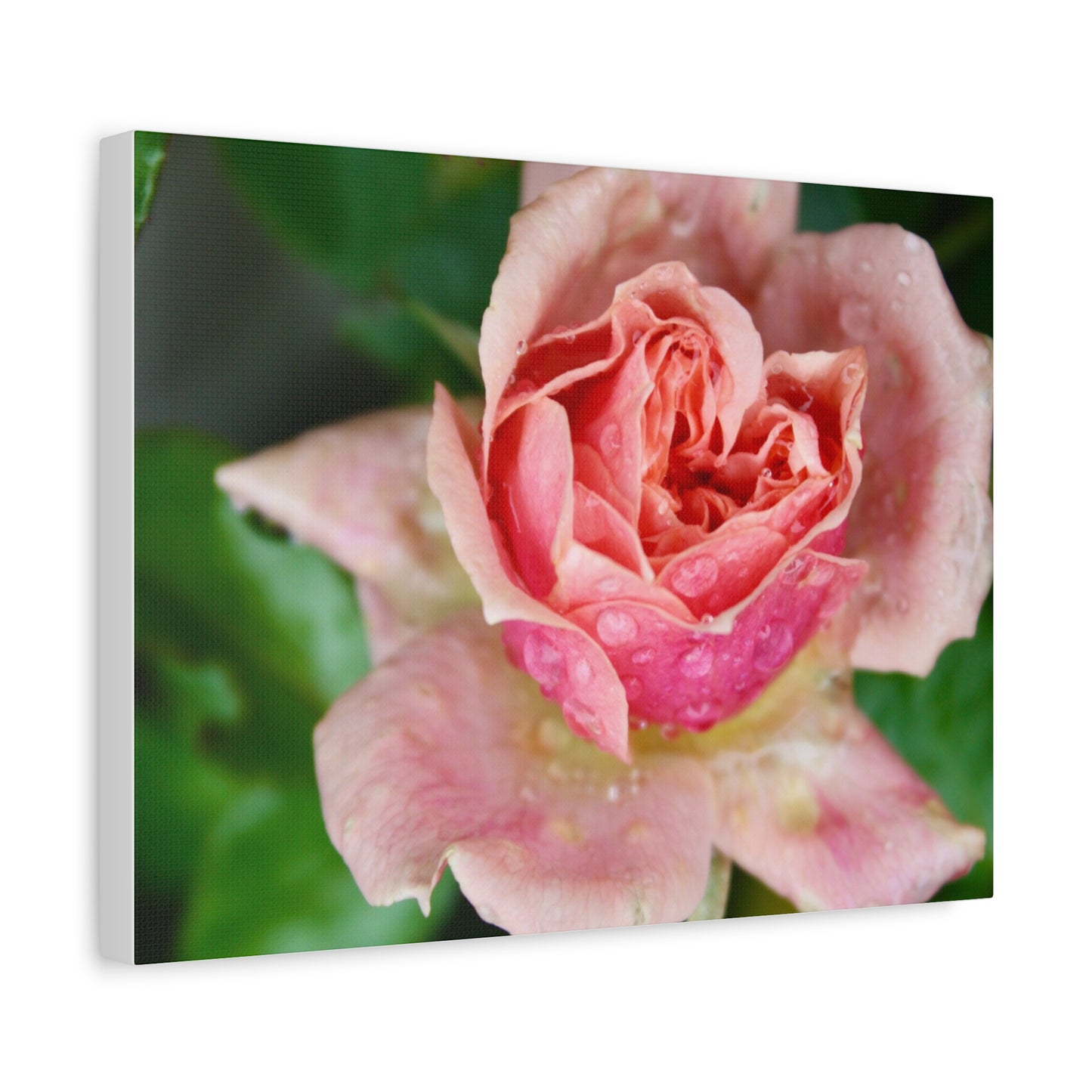 Heart Rose Close Up - Matte Canvas