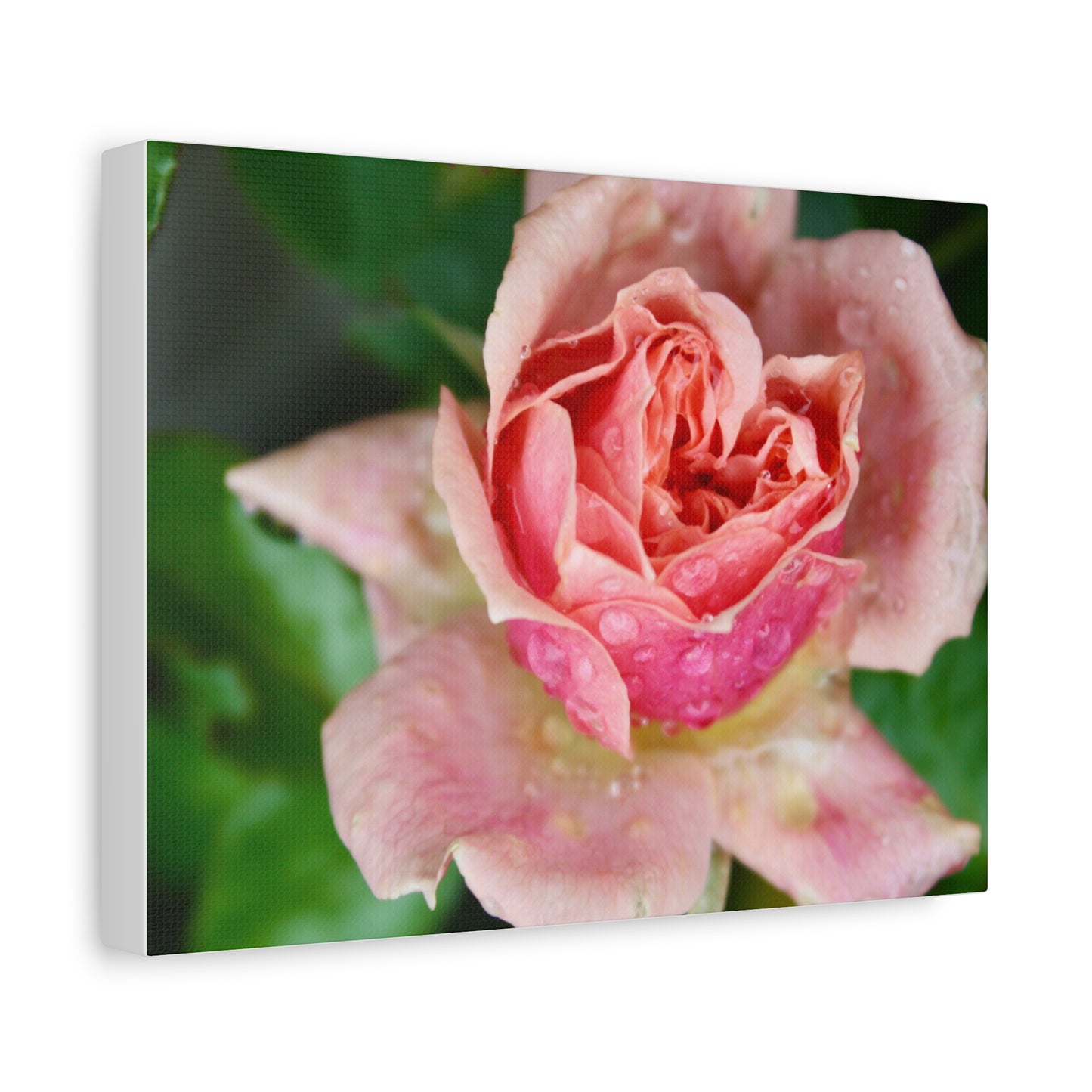 Heart Rose Close Up - Matte Canvas