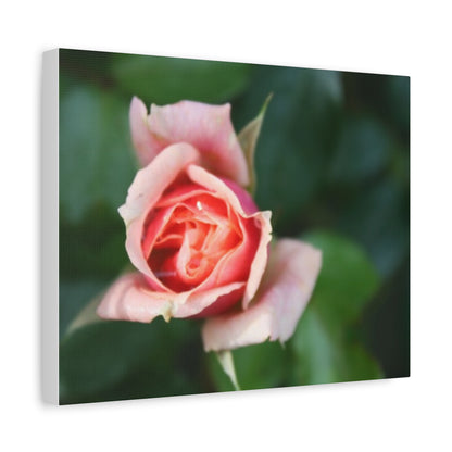 Pink Rose - Matte Canvas