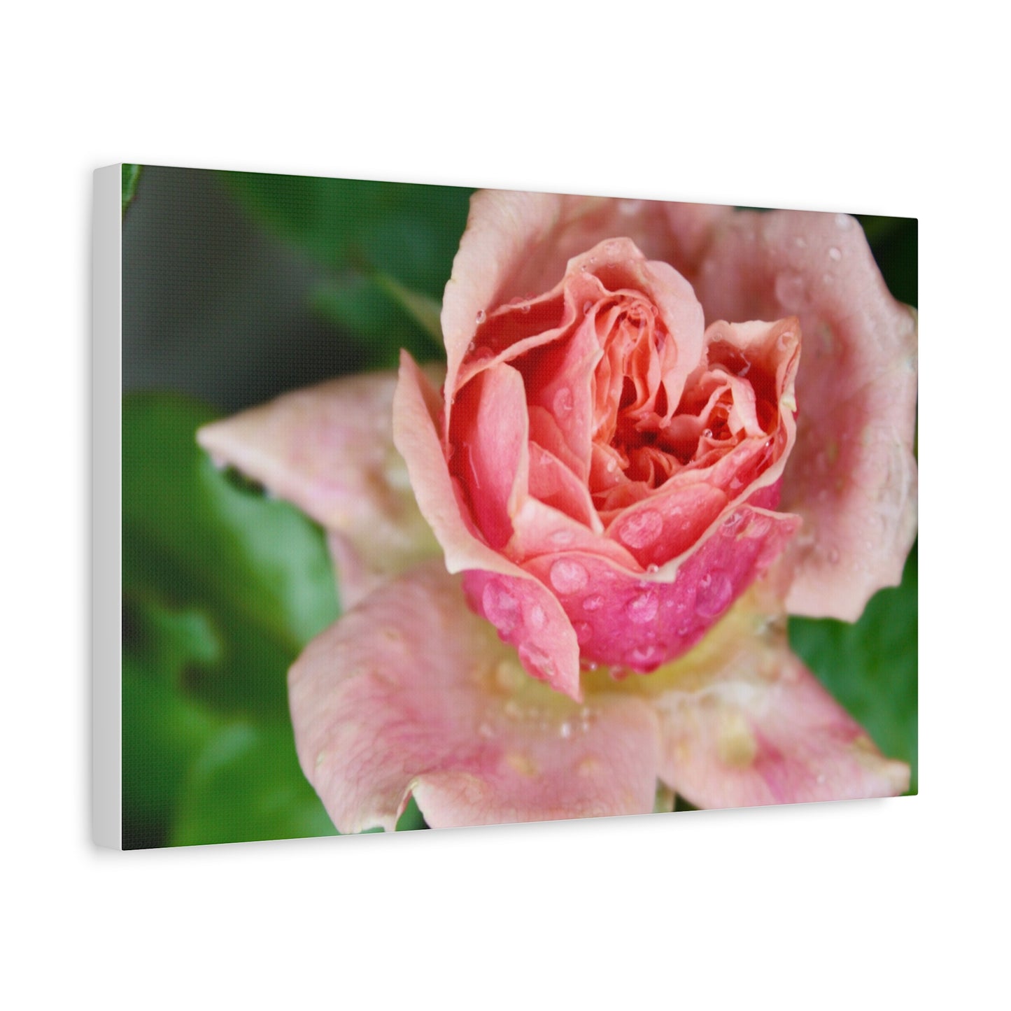 Heart Rose Close Up - Matte Canvas