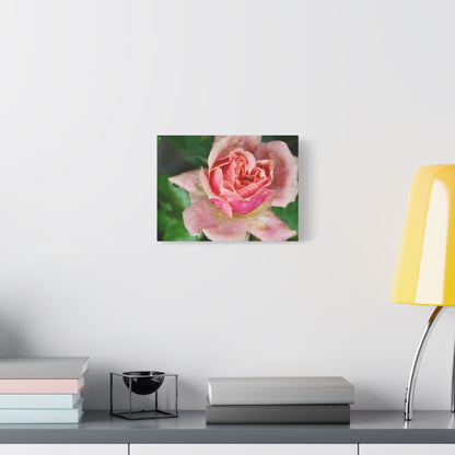 Heart Rose Close Up - Matte Canvas