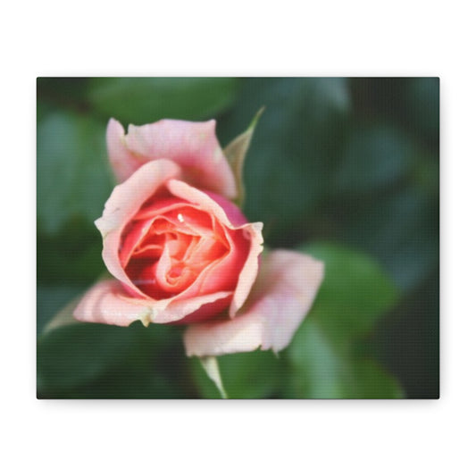 Pink Rose - Matte Canvas