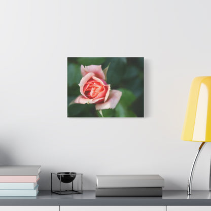 Pink Rose - Matte Canvas