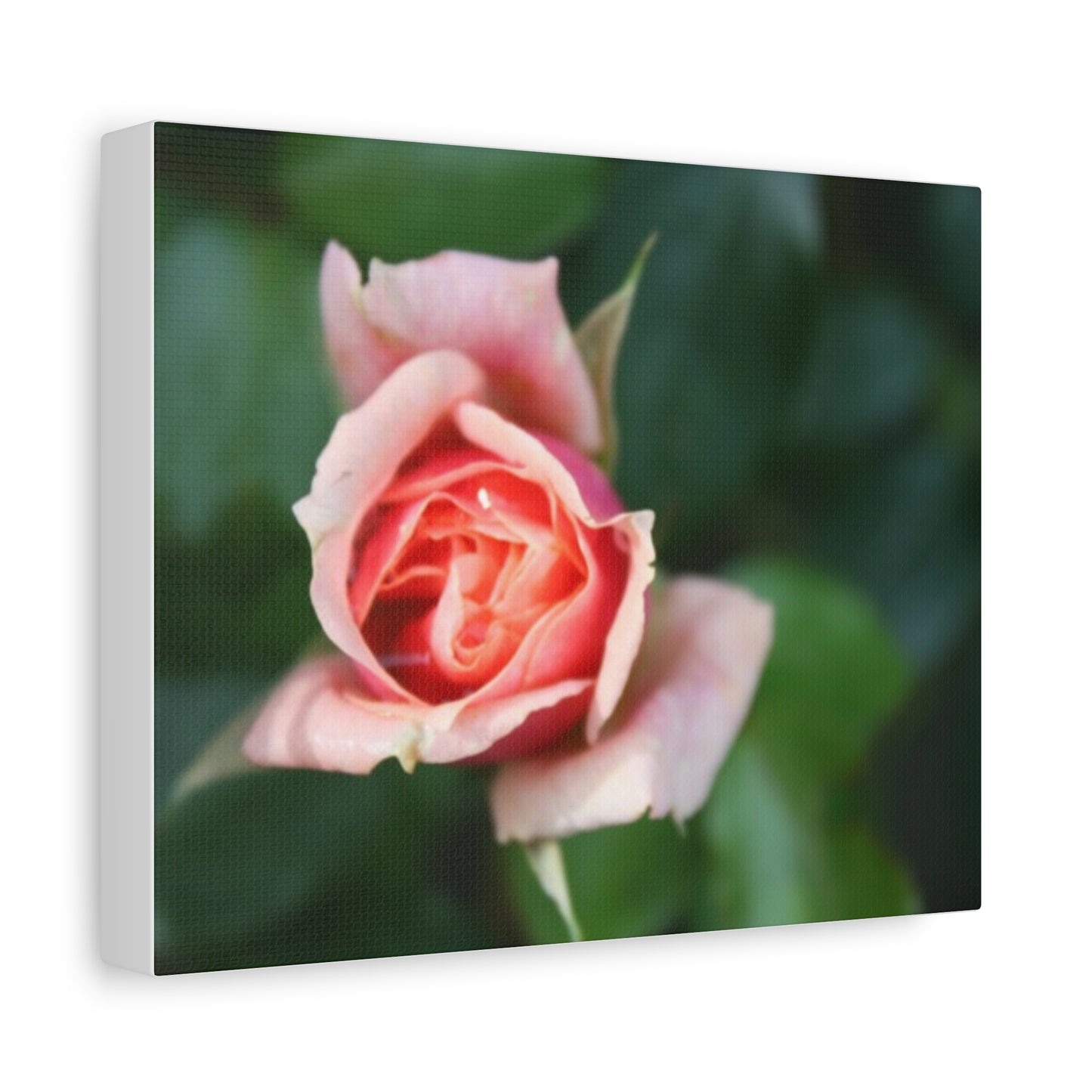 Pink Rose - Matte Canvas